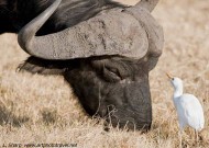 buffalo and egret duba plains