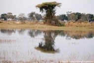 duba plains island landscape