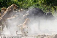 lion attack buffalo duba plains