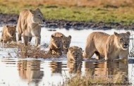 lion cubs cross water duba plains