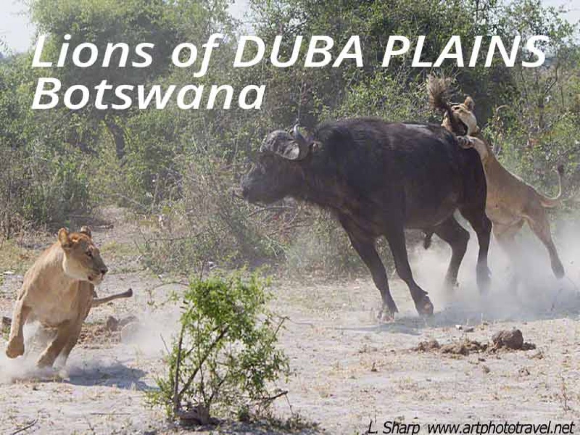 lions attack buffalo duba plains