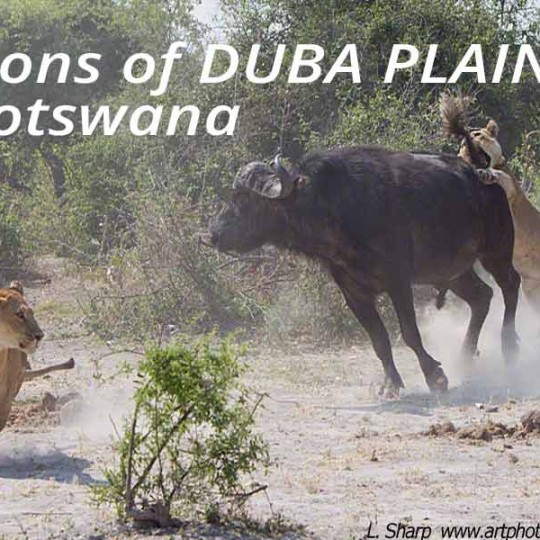 lions attack buffalo duba plains