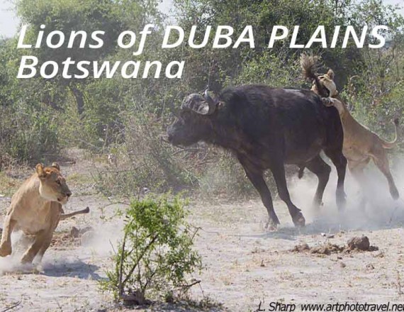 lions attack buffalo duba plains