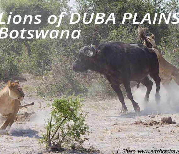 lions attack buffalo duba plains