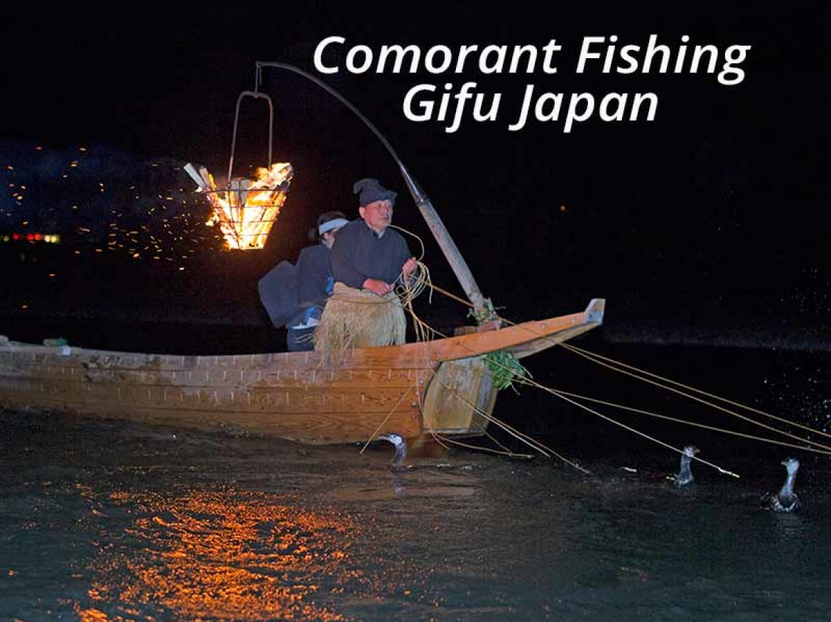 cormorant fishing on Nagara river gifu japan