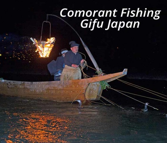 cormorant fishing on Nagara river gifu japan