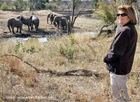 Elephants outside our room motswari