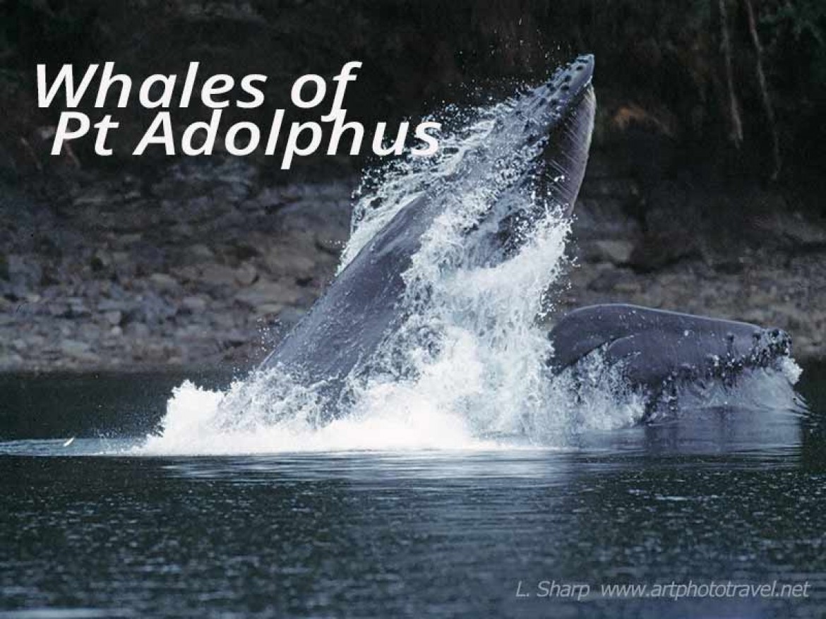 humback whales bubble net feeding point adolphus alaska usa