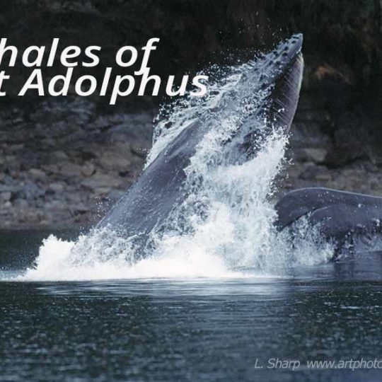 humback whales bubble net feeding point adolphus alaska usa