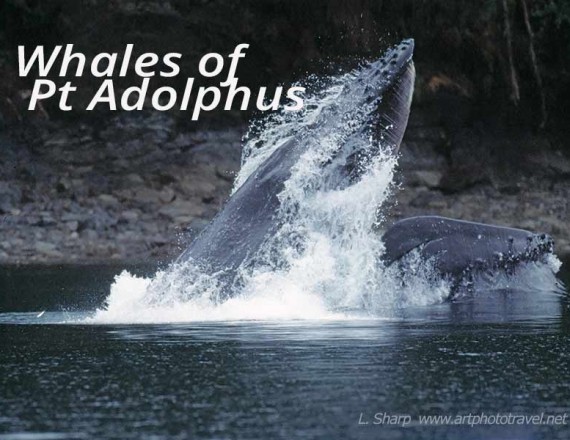 humback whales bubble net feeding point adolphus alaska usa