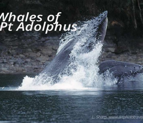 humback whales bubble net feeding point adolphus alaska usa