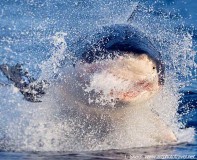 Great white lunging at seal