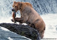  bear fishing brooks falls