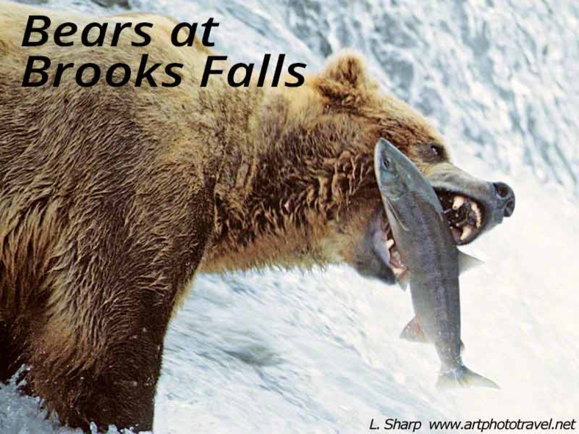 bear at brooks falls catching salmon