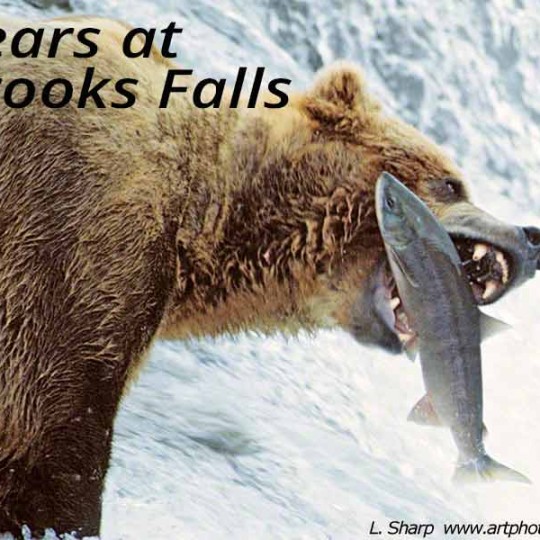 bear at brooks falls catching salmon