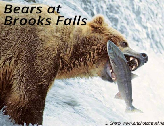 bear at brooks falls catching salmon