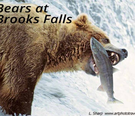 bear at brooks falls catching salmon