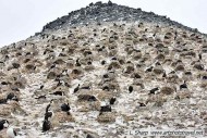  Blue Eye Shag Rookery Paulet