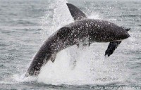 Breaching great white shark