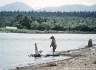 bears on beach near brooks camp