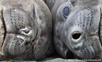 Elephant seals St Andrews Bay south georgia island