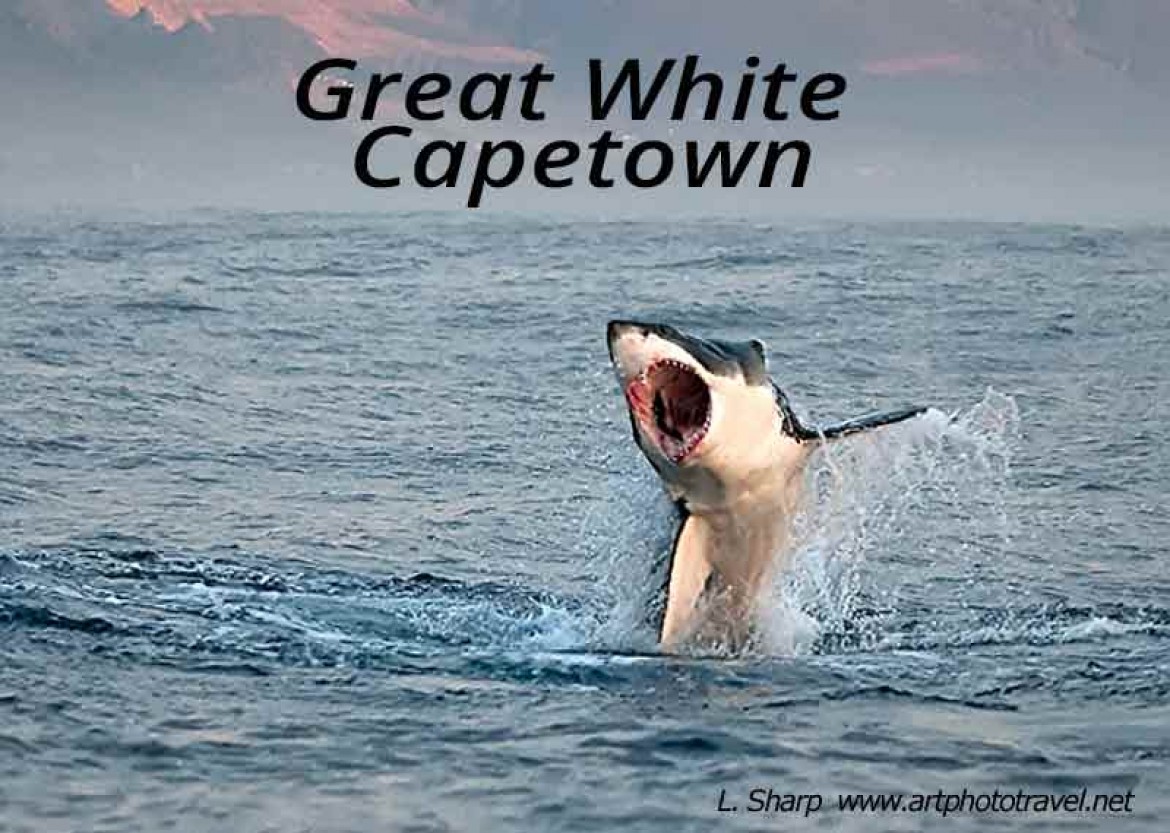 great white shark breaching false bay capetown