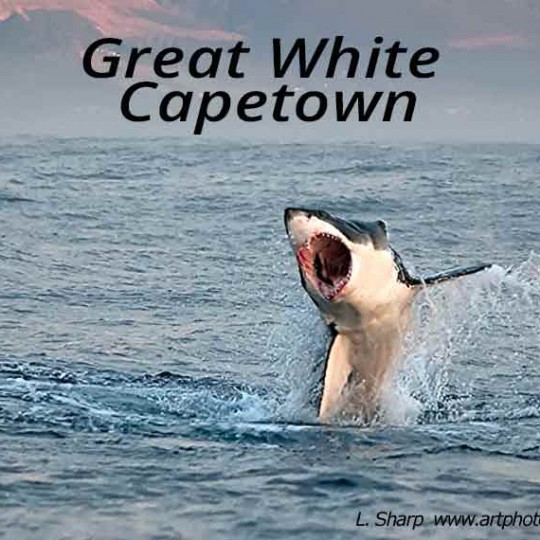 great white shark breaching false bay capetown