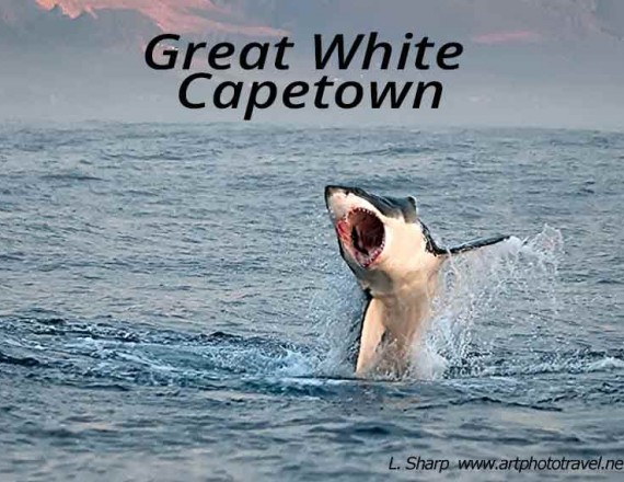 great white shark breaching false bay capetown