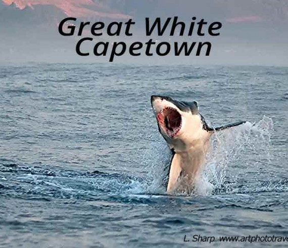 great white shark breaching false bay capetown
