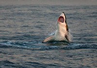 great white breaching vertically fase bay