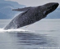  humpback breaching icy striats point adolphus alaska