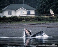 Humpback bubble feeding Hoonah