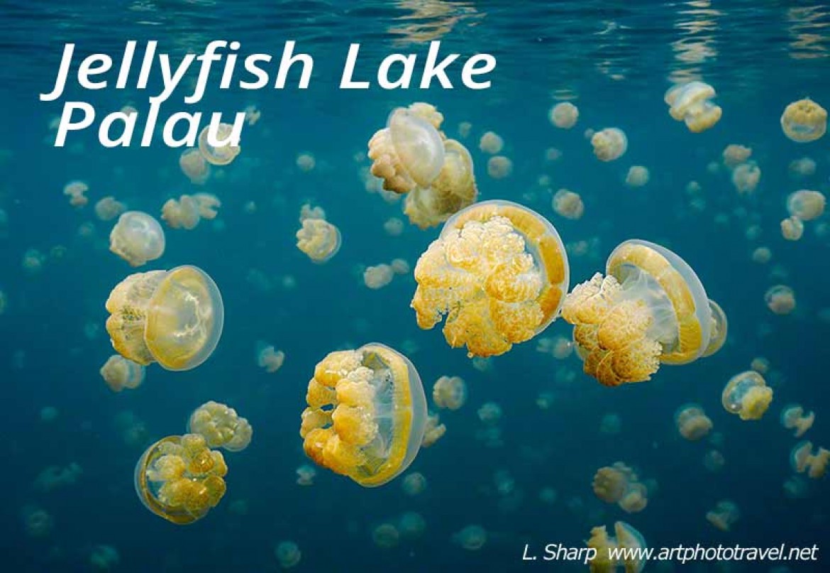 jelly fish of jellyfish lake palau