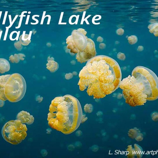 jelly fish of jellyfish lake palau