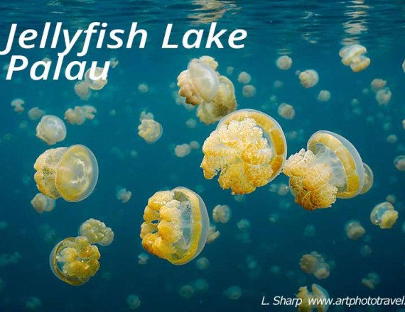 jelly fish of jellyfish lake palau