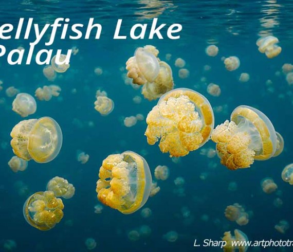 jelly fish of jellyfish lake palau