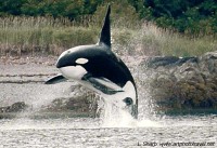 Killer whale breeching, Icy Straits alaska