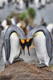 King Penguin courtship Gold Harbour south georgia island