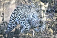  Leopard charging car timbavati