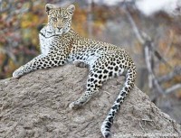 Leopard on an anthill