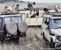 Safari cars and cheetah maasai mara