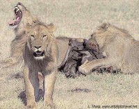 Good Times. Lions on the maasai mara
