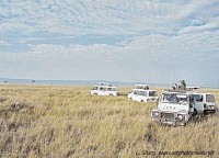 Safari vans maasai mara and one cheetah