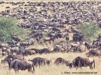 Wildebeest migration masai mara plains