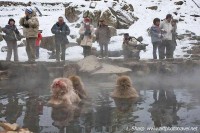 Snow monkey hot-spring Jigokudani Japan