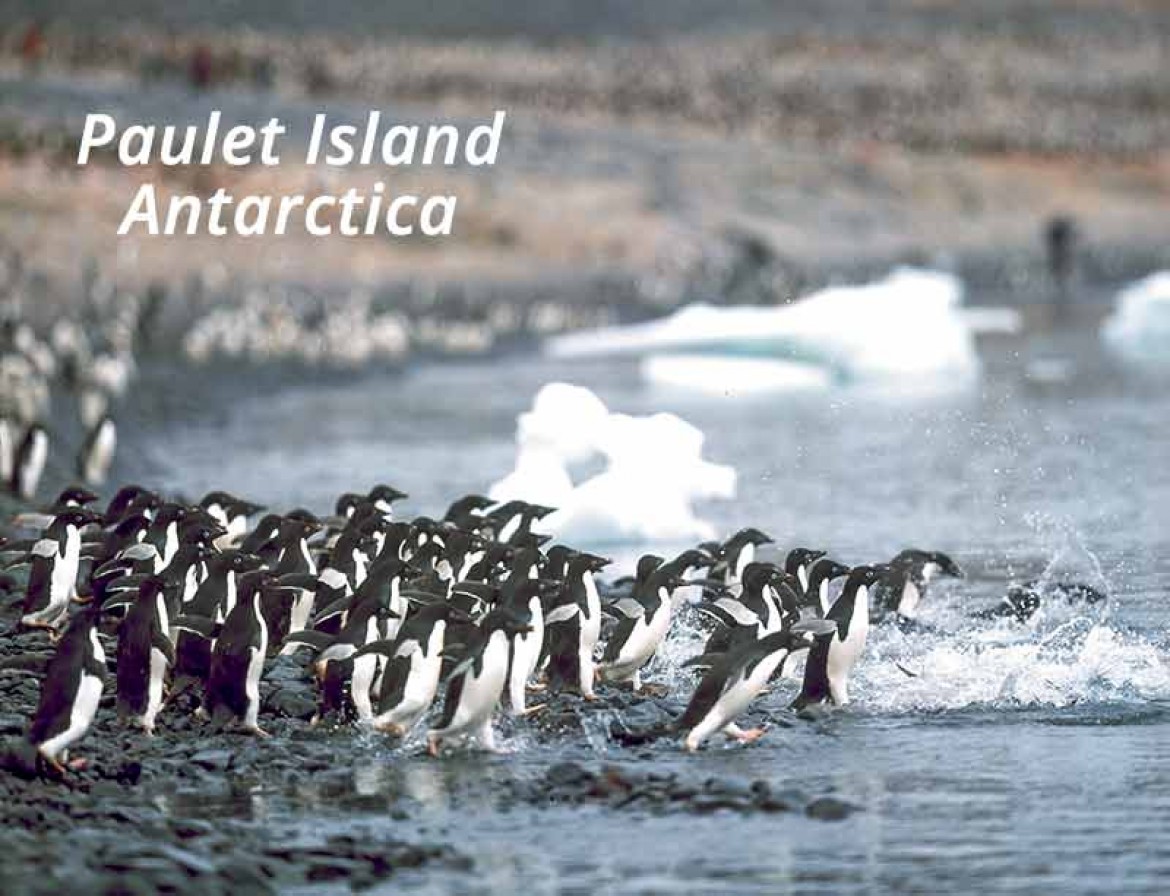 Paulet island antarctica