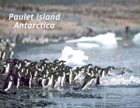Paulet island antarctica