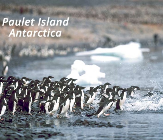 Paulet island antarctica