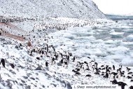 icy shoreline at Paulet Island