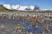 Salisbury Plains king penguins south georgia island